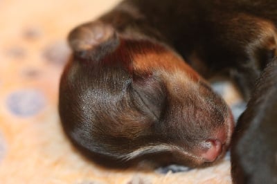 Les chiots de Chien chinois à crête