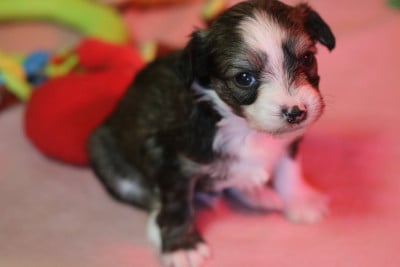 Les chiots de Chien chinois à crête