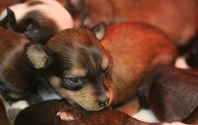 Les chiots de Chien chinois à crête
