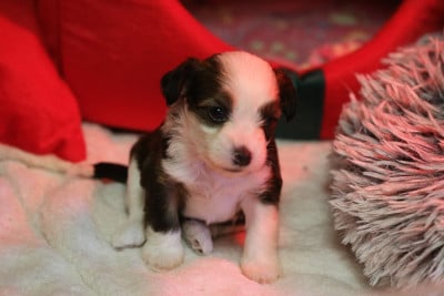 Les chiots de Chien chinois à crête
