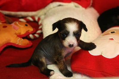 Les chiots de Chien chinois à crête