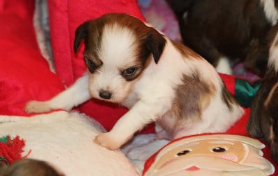 Les chiots de Chien chinois à crête