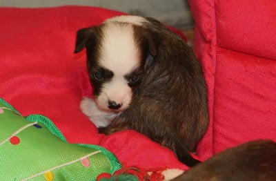Les chiots de Chien chinois à crête