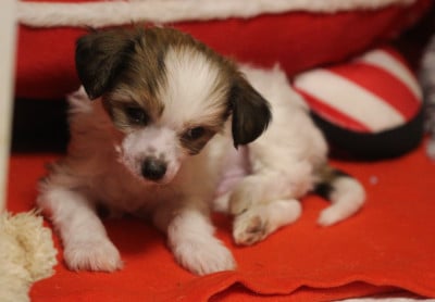 Les chiots de Chien chinois à crête