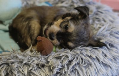 Les chiots de Chien chinois à crête