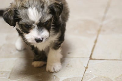 Les chiots de Chien chinois à crête