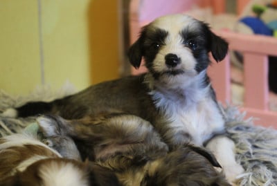 Les chiots de Chien chinois à crête