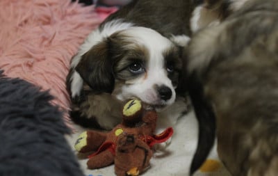 Les chiots de Chien chinois à crête