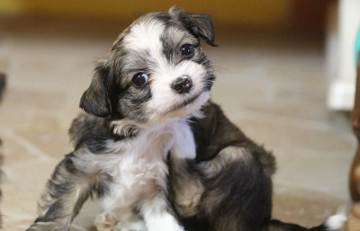 Les chiots de Chien chinois à crête