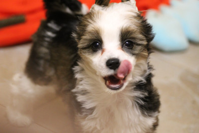 Les chiots de Chien chinois à crête