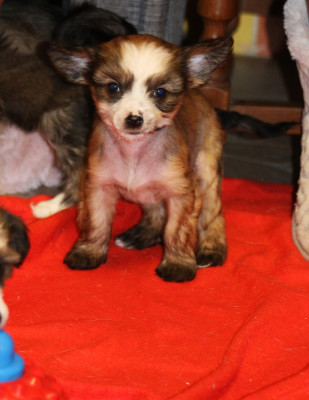 Les chiots de Chien chinois à crête