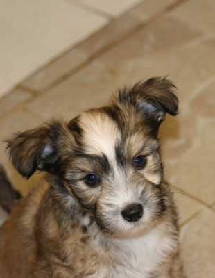 Les chiots de Chien chinois à crête