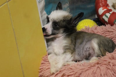 Les chiots de Chien chinois à crête