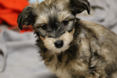 Les chiots de Chien chinois à crête