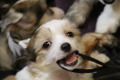 Les chiots de Chien chinois à crête