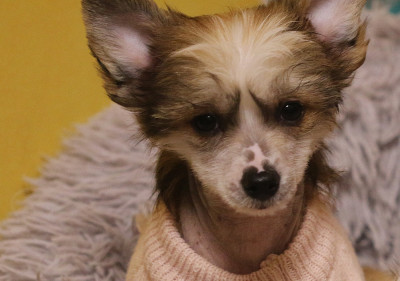 Les chiots de Chien chinois à crête