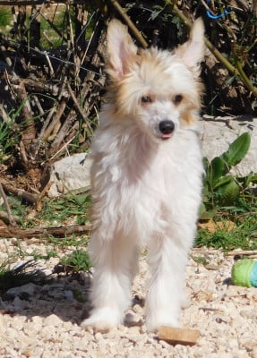 Les chiots de Chien chinois à crête