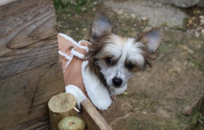 Les chiots de Chien chinois à crête