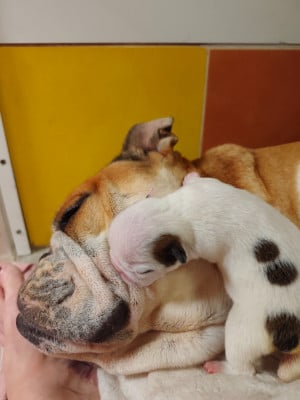 Les chiots de Bulldog Anglais