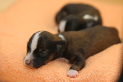 Les chiots de Chien chinois à crête