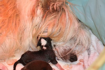 Les chiots de Chien chinois à crête