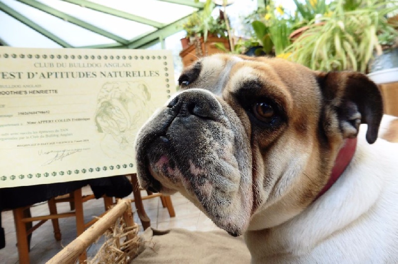 smoothie's Henriette - test d'aptitude naturelles