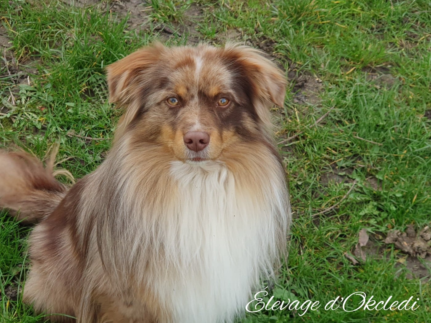 Publication : D'Okcledi Auteur : Élevage d'Okcledi