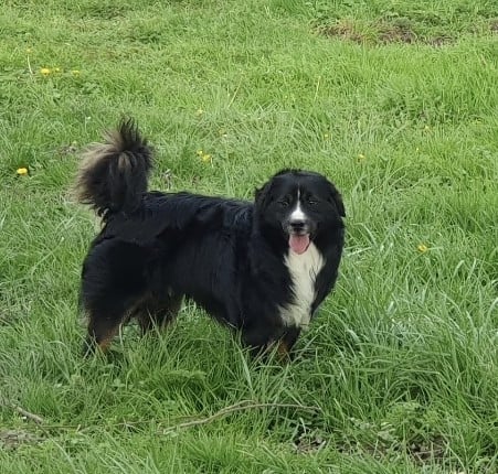 Tark vador Des Griffes de Feu