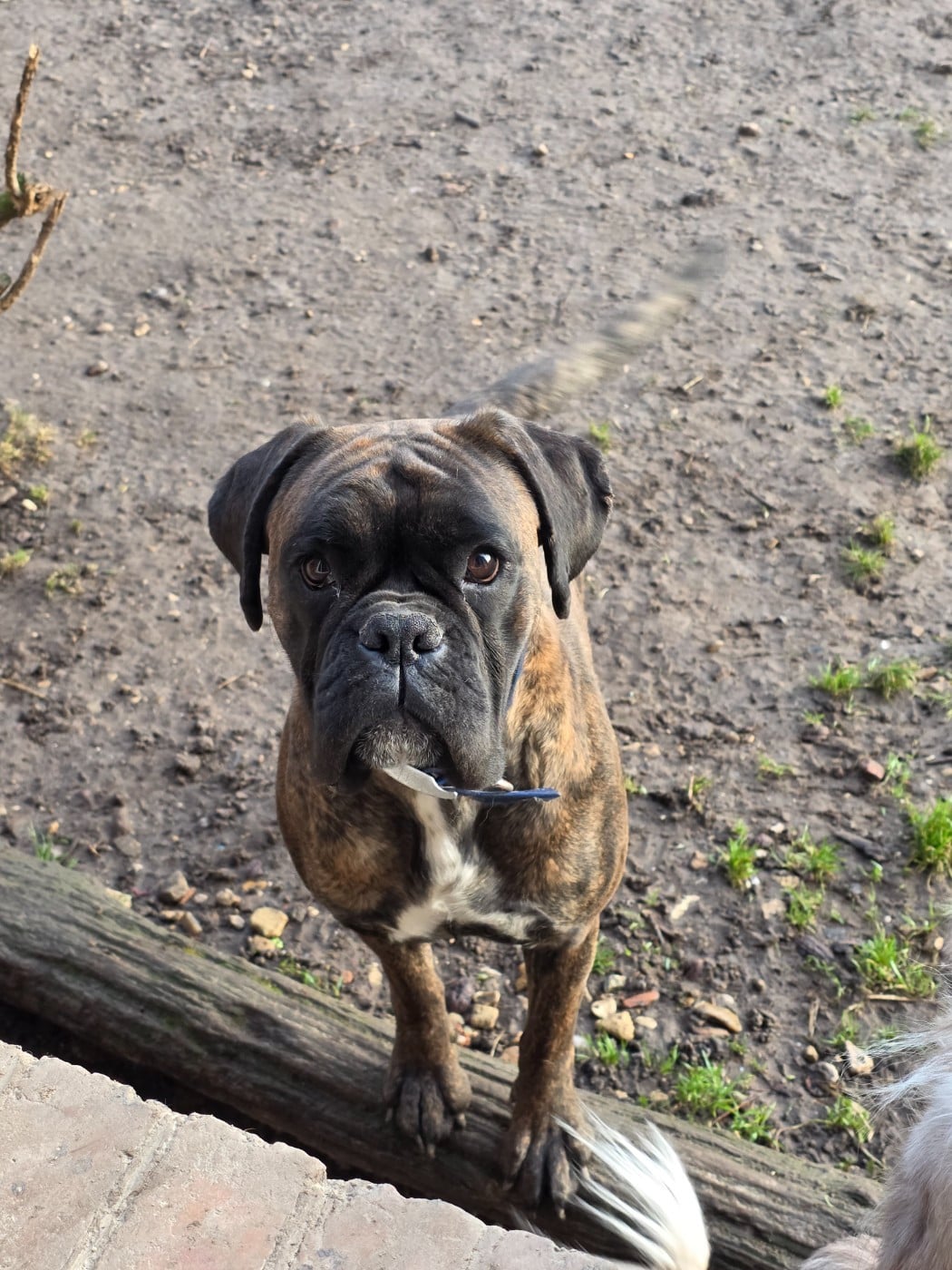 Vanelle du Parc de Blossac