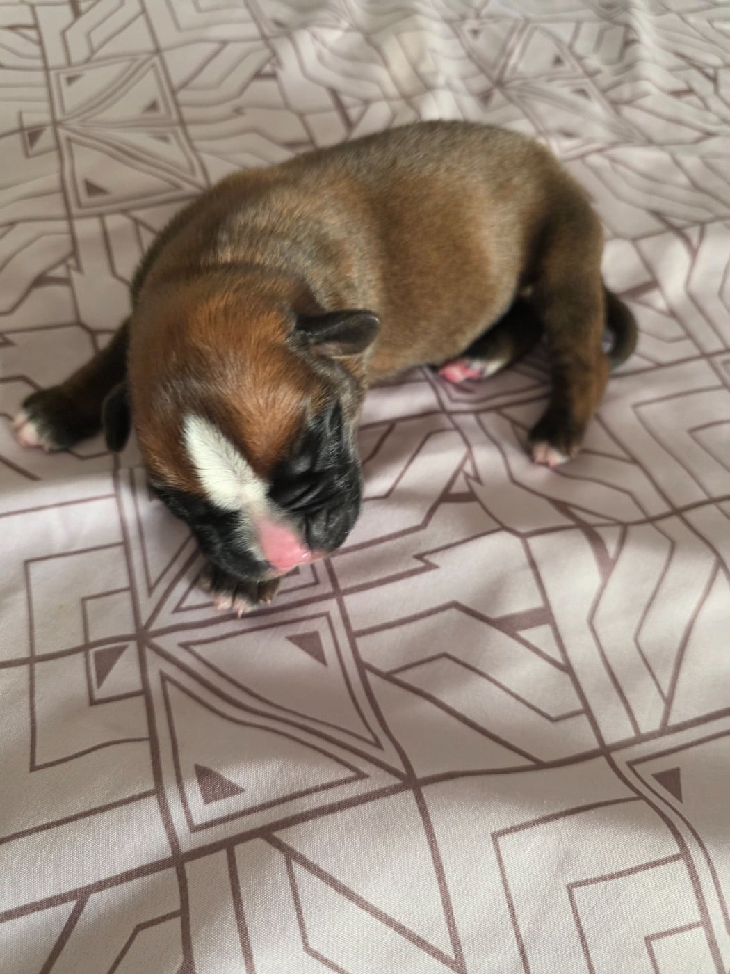 Chiot N°2 - Boxer