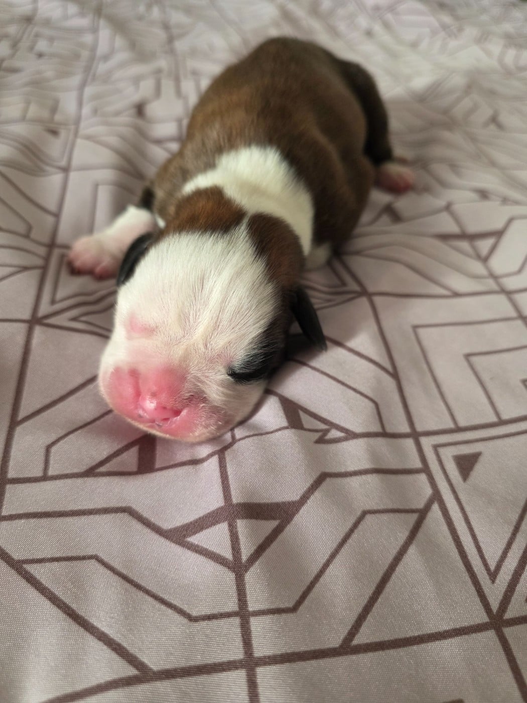 Chiot N°3 - Boxer