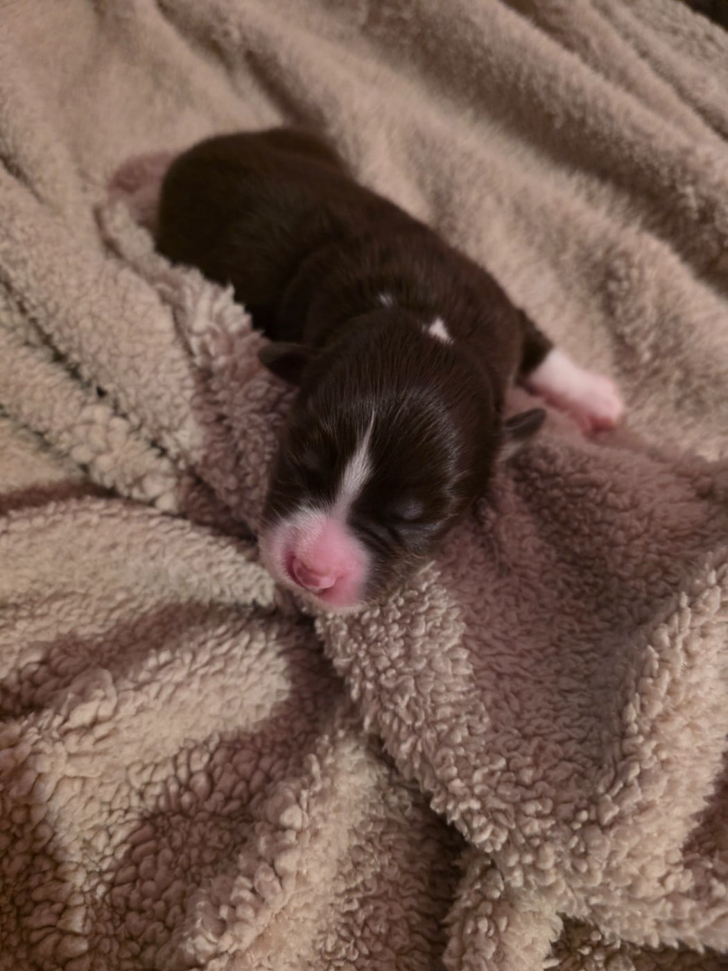 CHIOT 1 - Berger Américain Miniature 