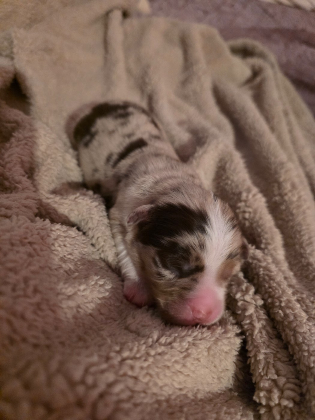 CHIOT 2 - Berger Américain Miniature 