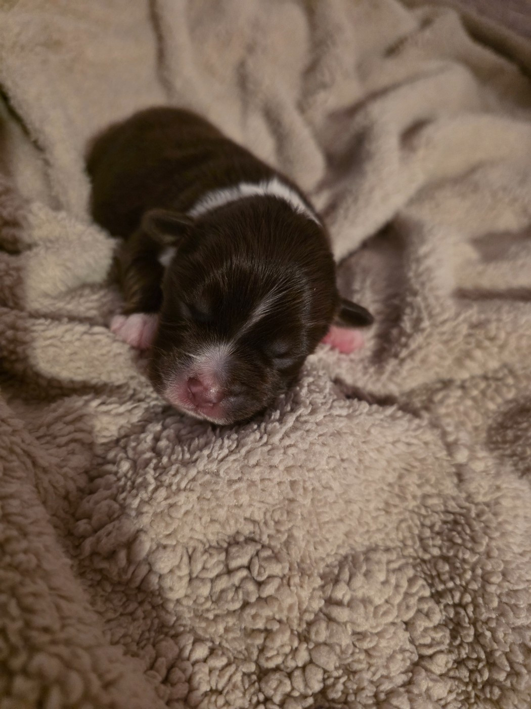 CHIOT 3 - Berger Américain Miniature 