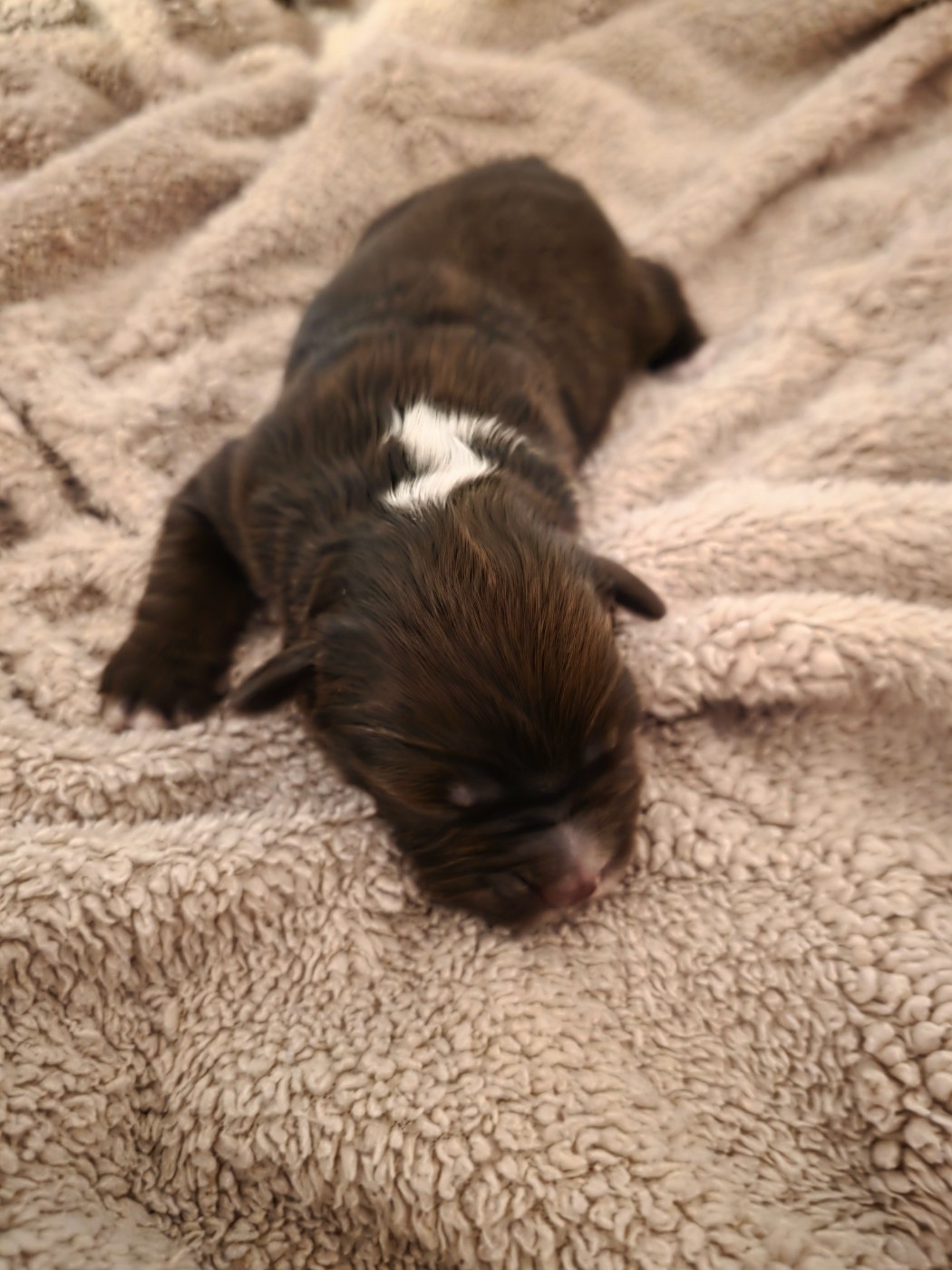 CHIOT 4 - Berger Américain Miniature 
