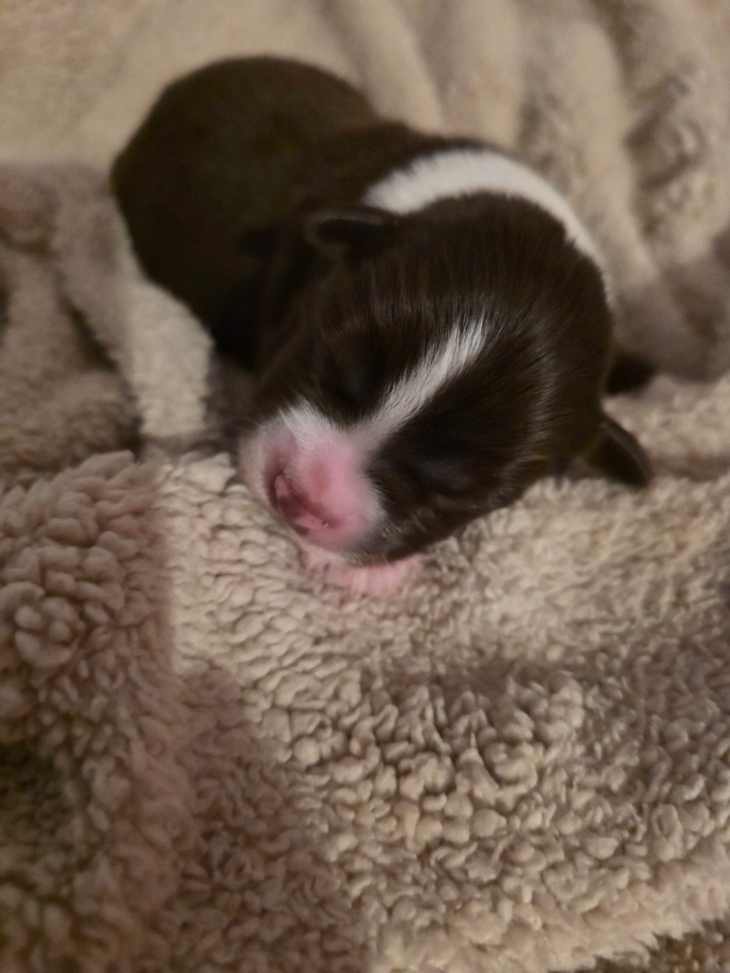 CHIOT 6 - Berger Américain Miniature 