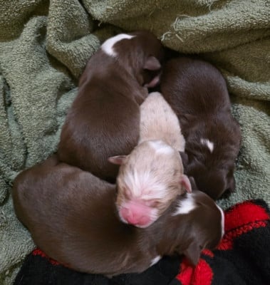 Les chiots de Berger Américain Miniature 