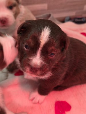 Les chiots de Berger Américain Miniature 