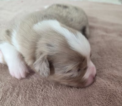Les chiots de Berger Américain Miniature