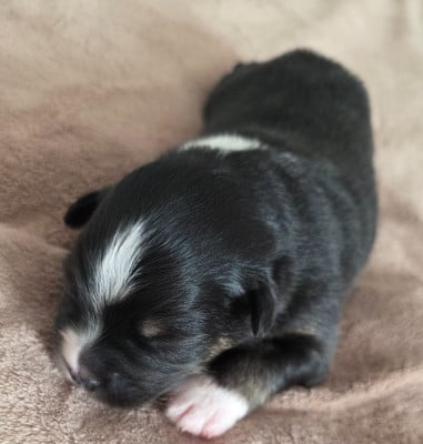 Les chiots de Berger Américain Miniature