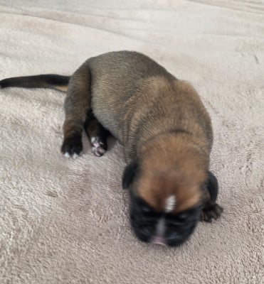 Les chiots de Boxer