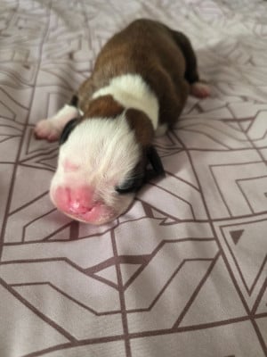 Les chiots de Boxer