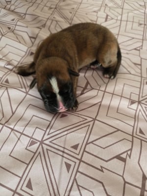 Les chiots de Boxer