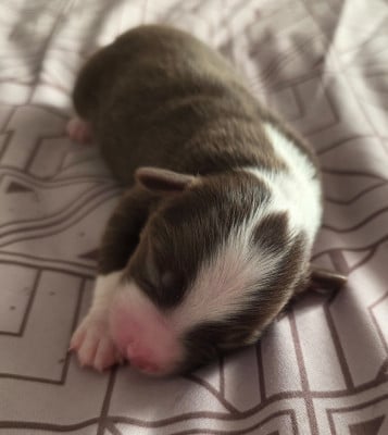 Les chiots de Berger Américain Miniature