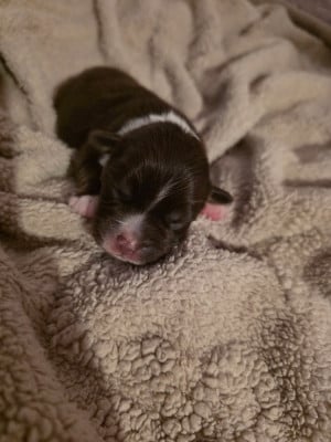 CHIOT 3 - Berger Américain Miniature 