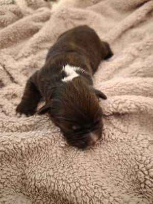 CHIOT 4 - Berger Américain Miniature 