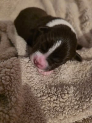 CHIOT 6 - Berger Américain Miniature 