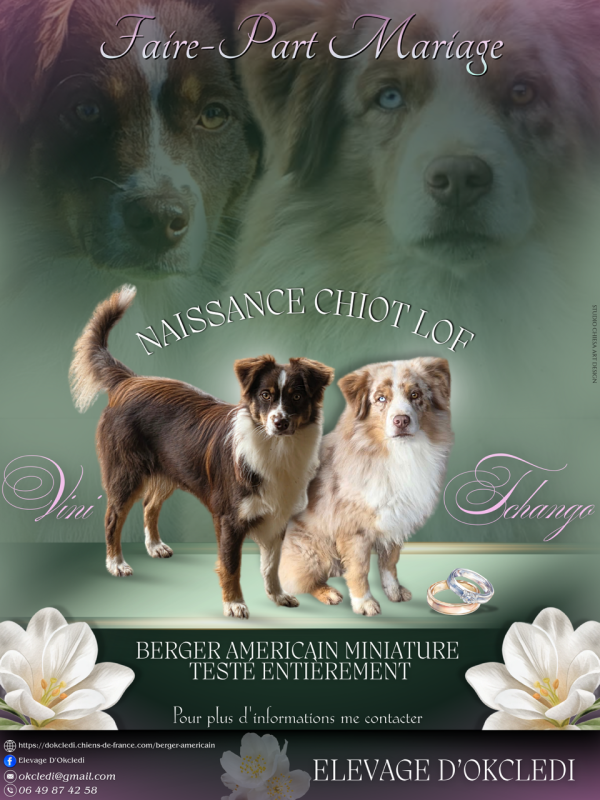 Berger Américain Miniature  - D'Okcledi
