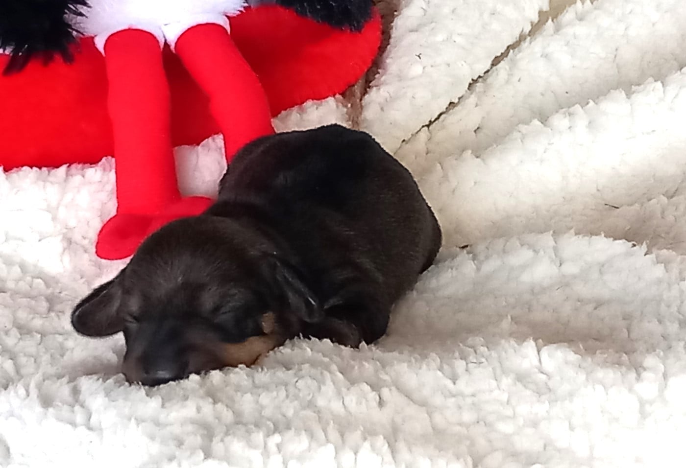 Teckel poil dur - de la Voûte Azurée