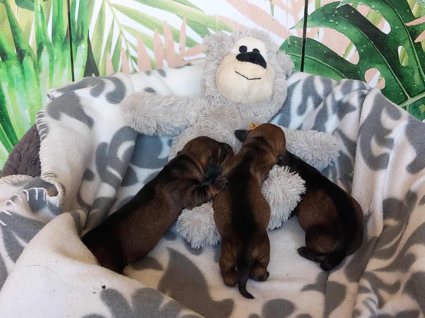 Teckel poil dur - de la Voûte Azurée